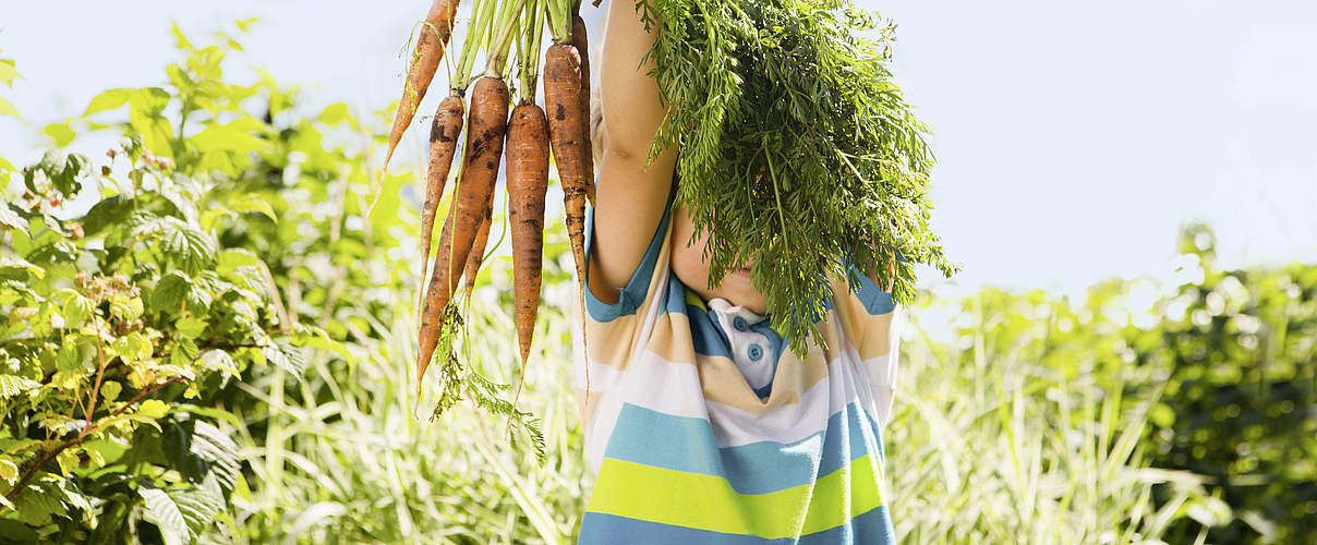 Kind mit Möhren aus dem Garten © Ulza / GettyImages