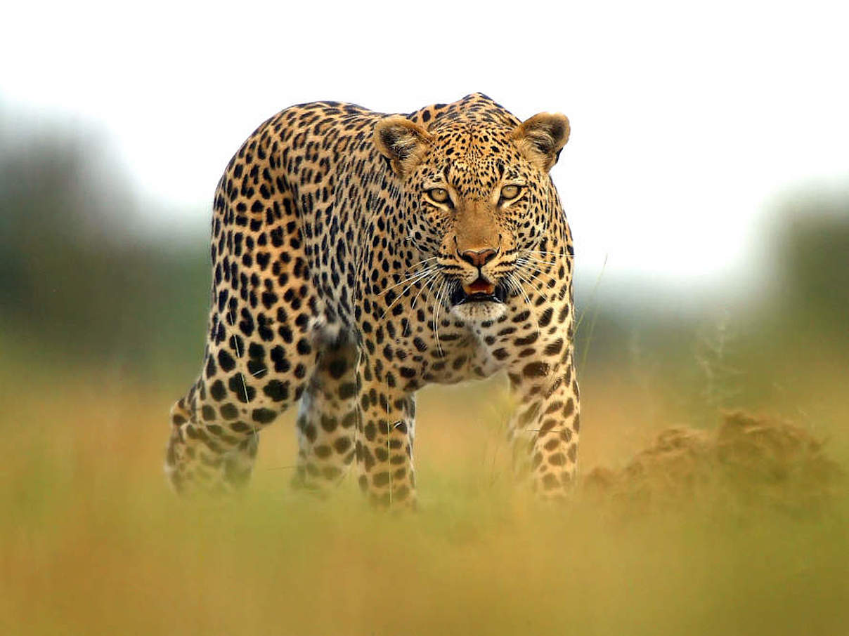 Leopard im Okavango-Delta in Botswana © Michael Poliza / WWF