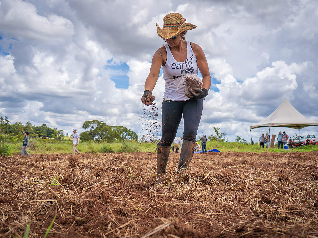 Verschiedene Samen werden bei der Muvuca-Methode gemischt und zusammen mit Erde ausgebracht © Silas Ismael / WWF-Brazil