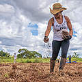 Verschiedene Samen werden bei der Muvuca-Methode gemischt und zusammen mit Erde ausgebracht © Silas Ismael / WWF-Brazil