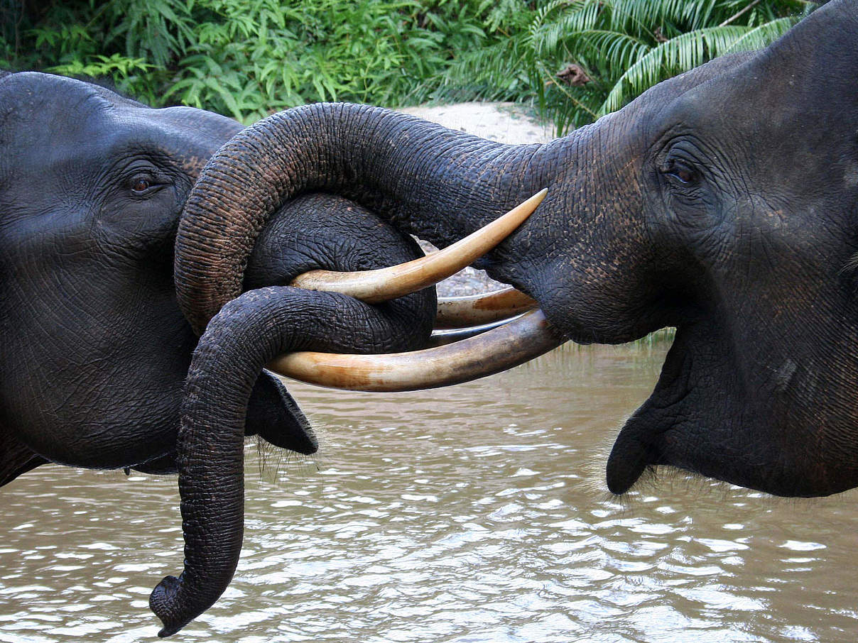 Sumatra-Elefanten © Sri Mariati / WWF Indonesia