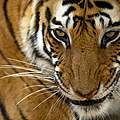 Junge Tigerin im Bandhavgarh National Park © Suyash Keshari / WWF