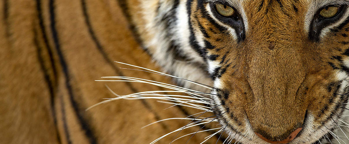 Junge Tigerin im Bandhavgarh National Park © Suyash Keshari / WWF