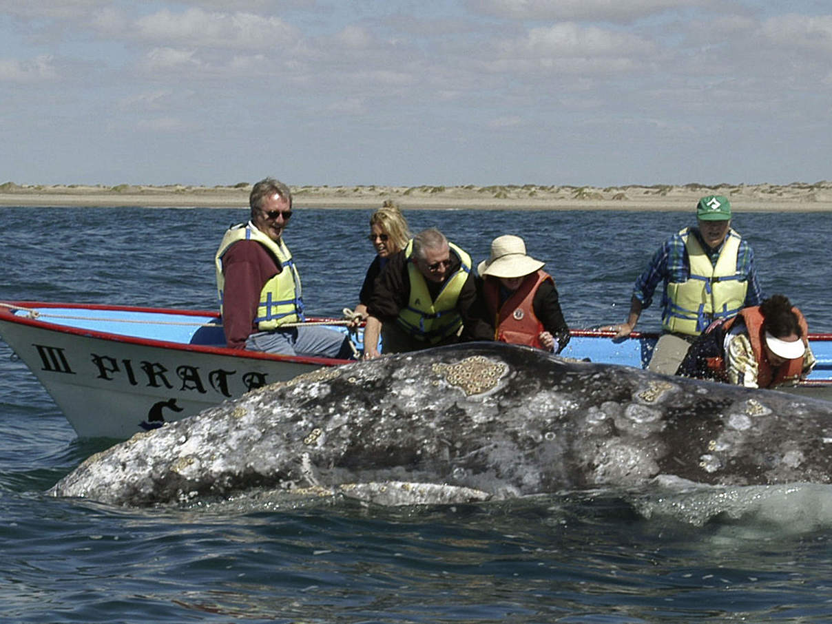 Nicht zu nah und nicht anfassen © Gustavo Ybarra / WWF