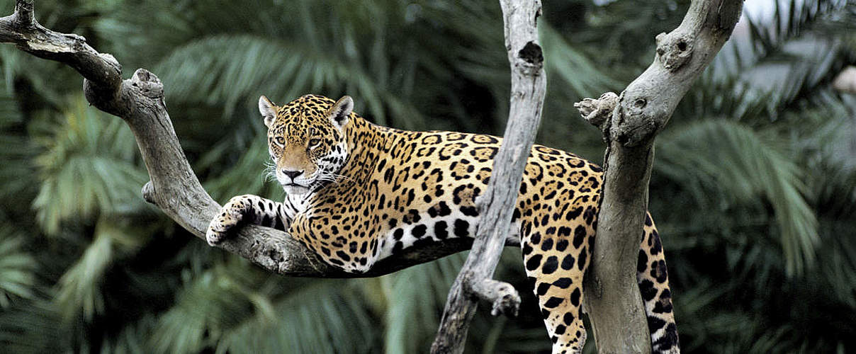 Hintergrundbild zu Ihrer Jaguar-Patenschaft © Y.-J. Rey-Millet / WWF