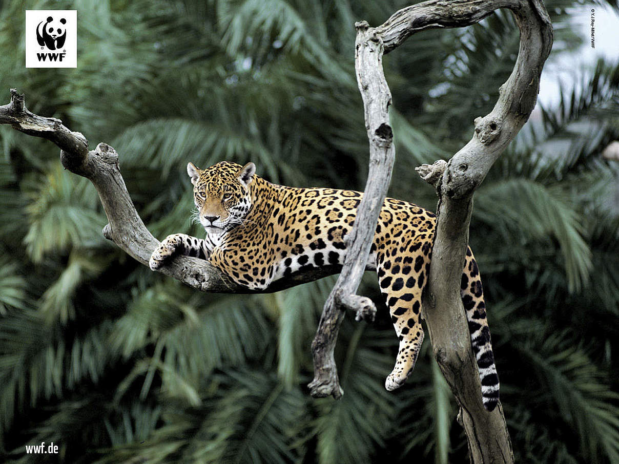 Hintergrundbild zu Ihrer Jaguar-Patenschaft © Y.-J. Rey-Millet / WWF