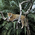 Hintergrundbild zu Ihrer Jaguar-Patenschaft © Y.-J. Rey-Millet / WWF