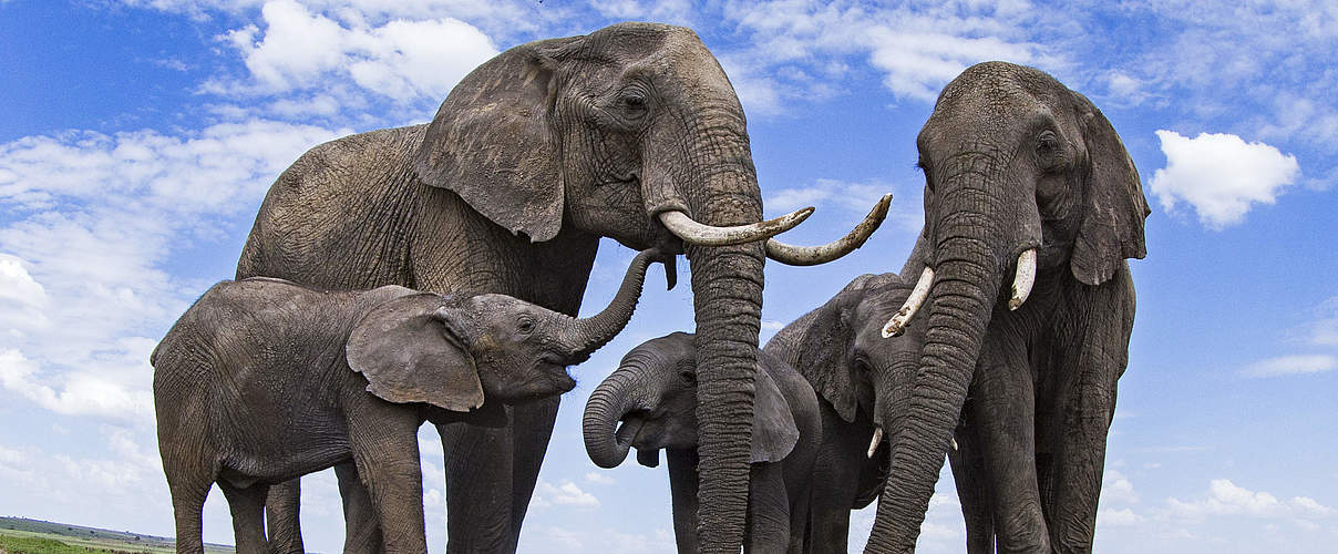 Elefanten an einem Wasserloch in Kenia © naturepl.com / Anup Shah / WWF