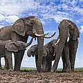 Elefanten an einem Wasserloch in Kenia © naturepl.com / Anup Shah / WWF