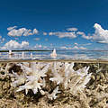 Korallenbleiche © Juergen Freund