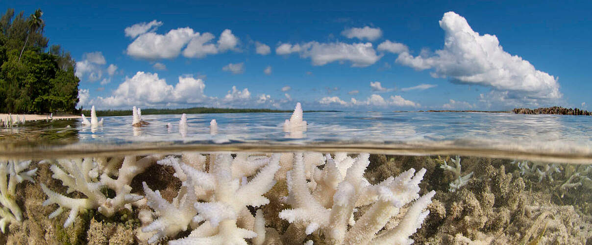 Korallenbleiche © Juergen Freund