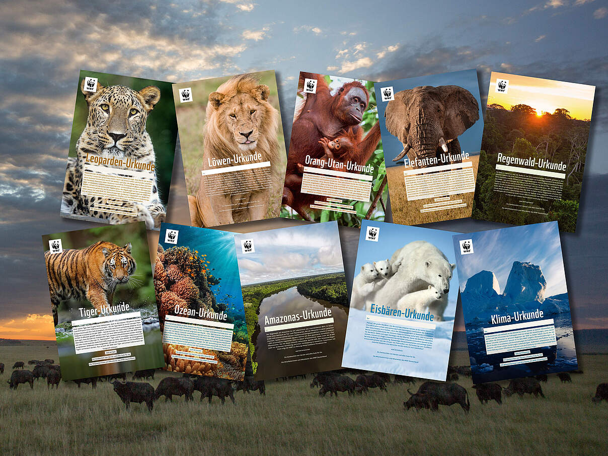 Urkunden Übersicht © WWF-US / James Morgan