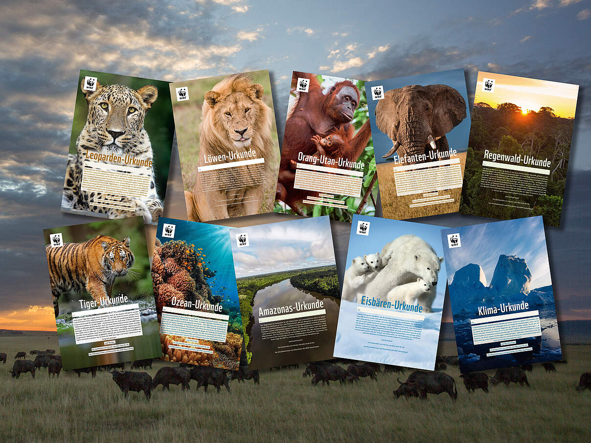 Urkunden Übersicht © WWF-US / James Morgan