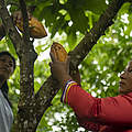 Nachhaltiger Kakao aus Ecuador ist ein Gewinn für die Menschen und die Arten © WWF