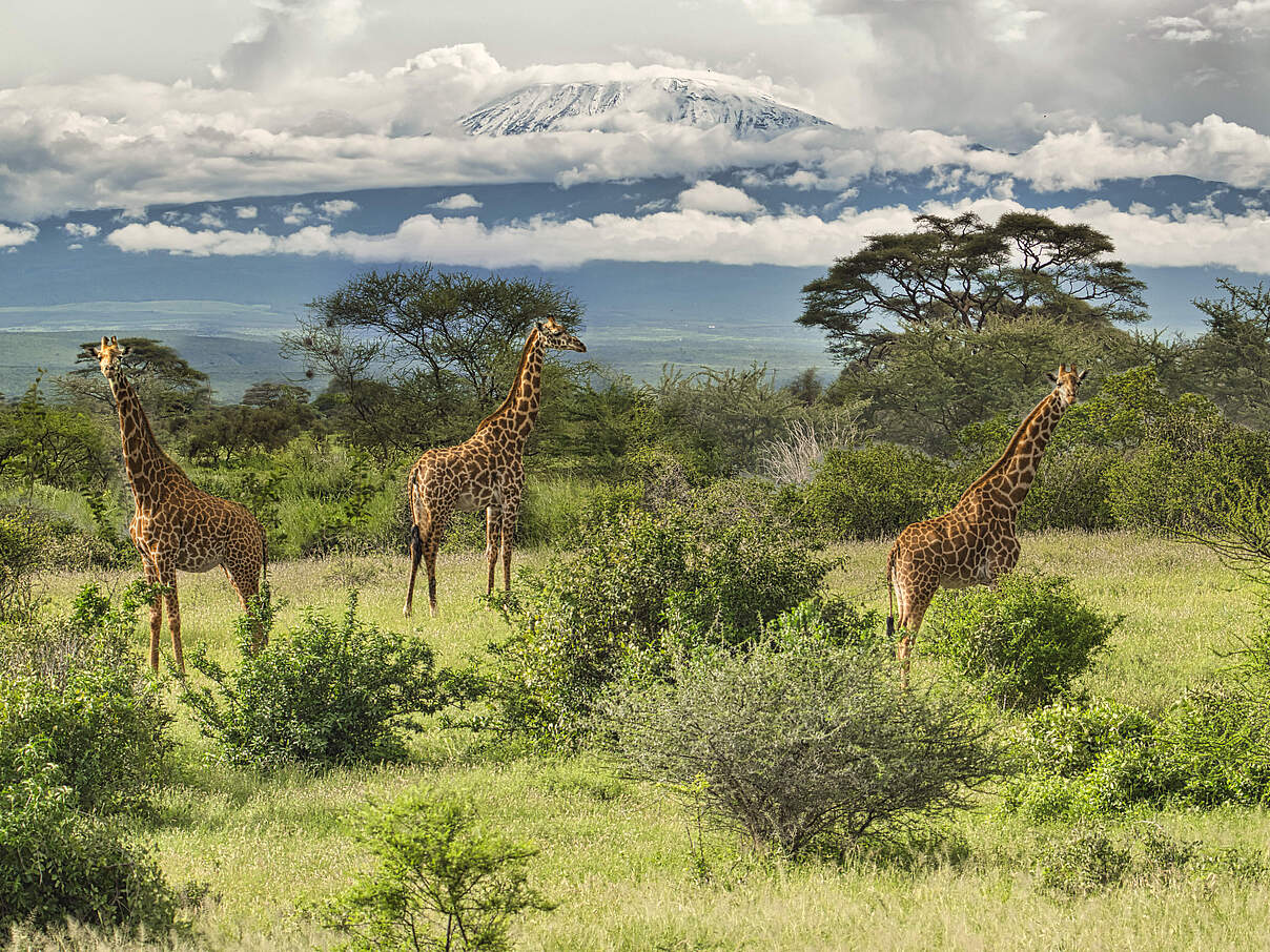 Giraffen im Amboseli-Kilimandscharo-Nationalpark