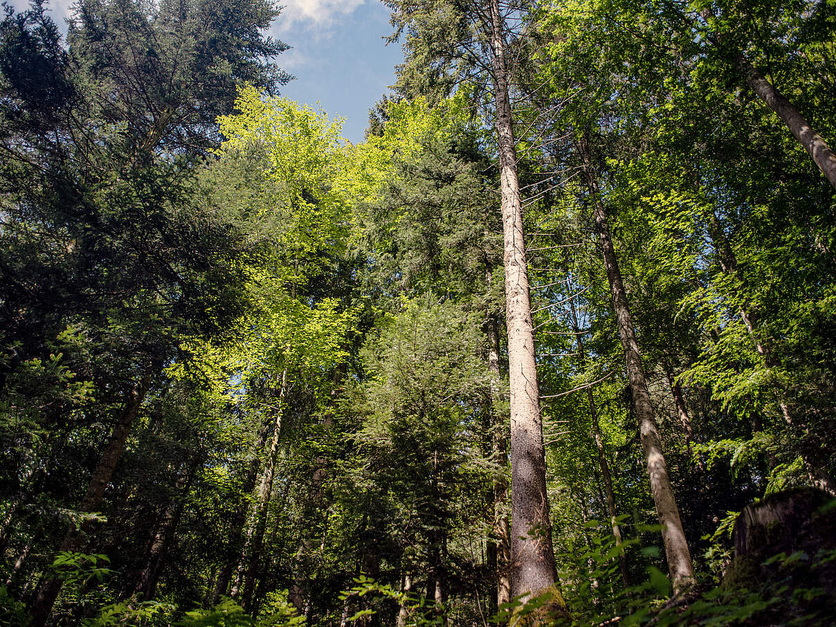 Laub- und Nadelbäume im Schwarzwald 