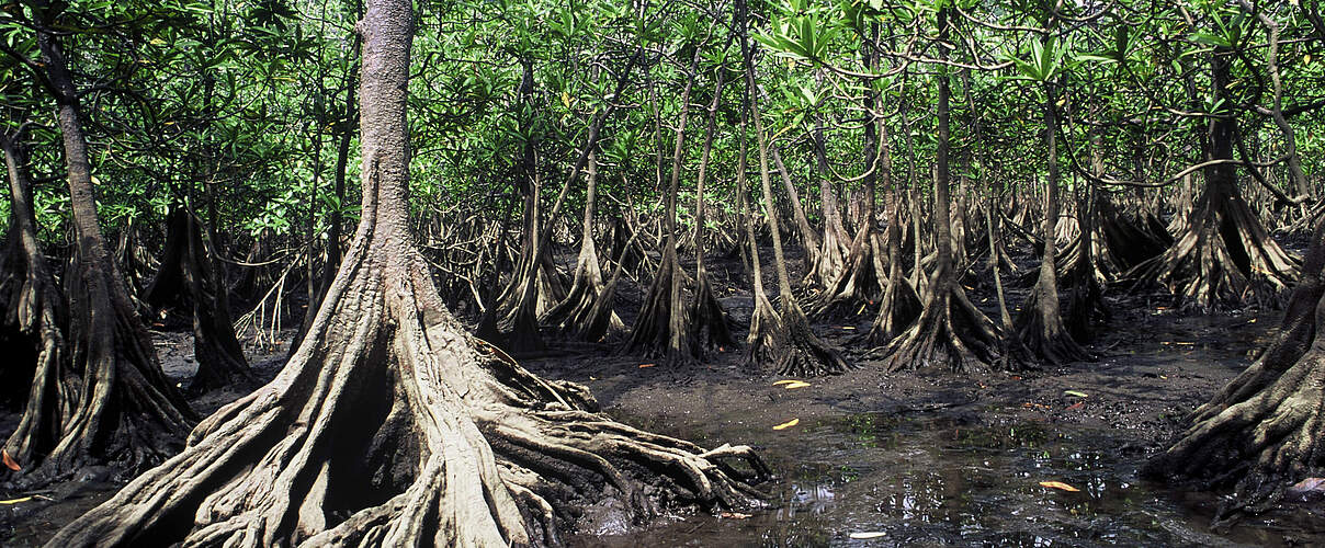 Rote Mangroven an der Pazifikküste in Kolumbien © Diego M. Garces / WWF