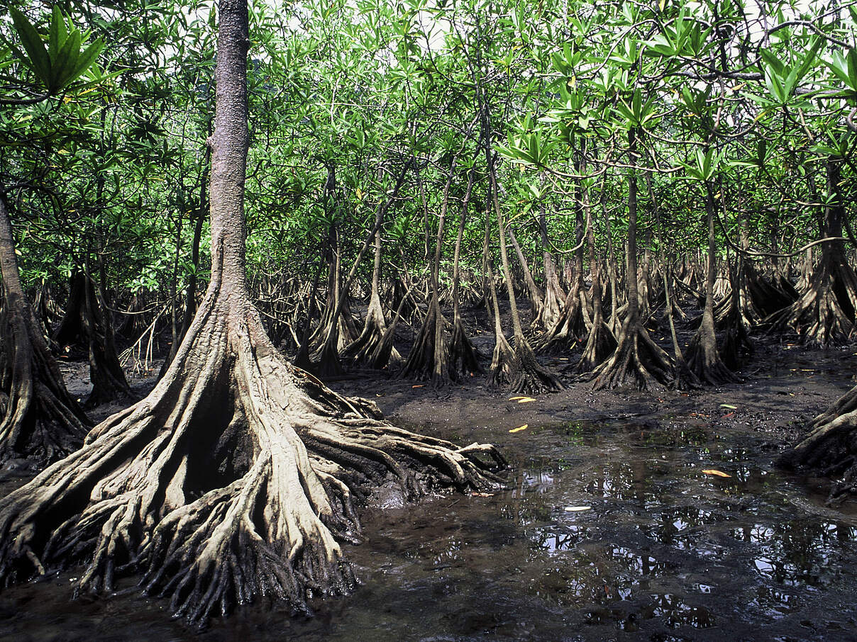 Rote Mangroven an der Pazifikküste in Kolumbien © Diego M. Garces / WWF