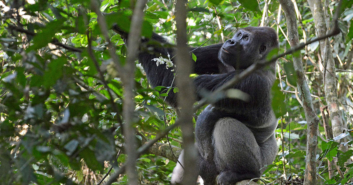 Gorillahabituierung Ganz nah dran WWF