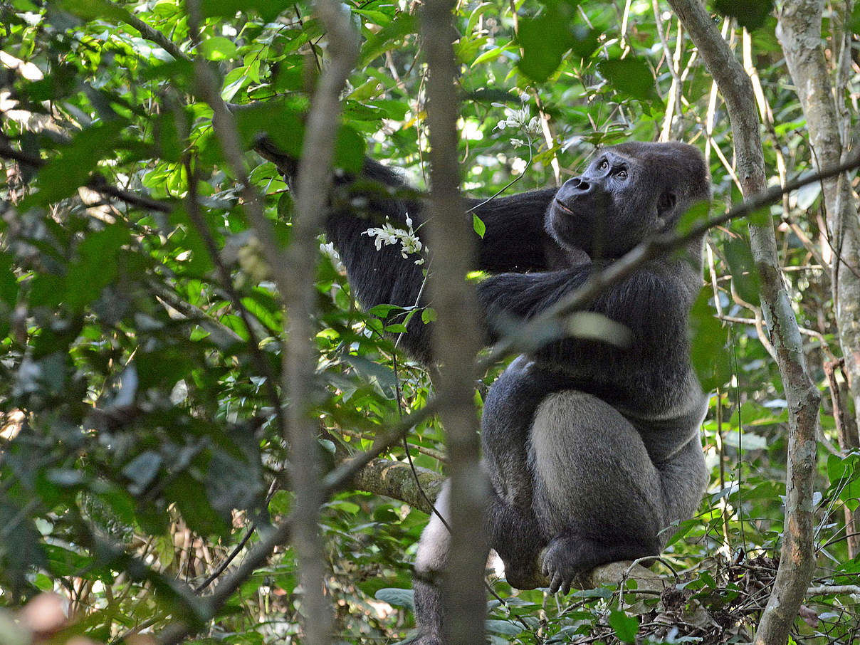 Silberrücken Gorilla "Mata" © Nuria Ortega