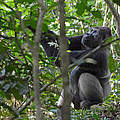 Silberrücken Gorilla "Mata" © Nuria Ortega