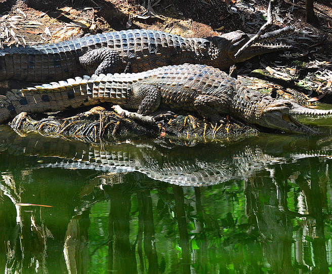 Süßwasserkrokodile am Wasser