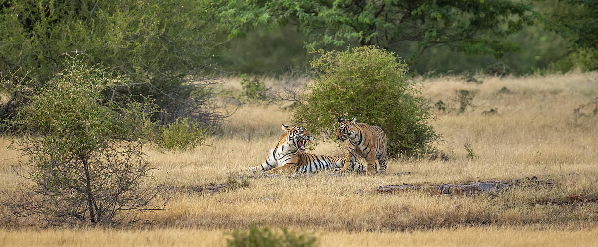 Brüllende Tiger im Ranthambore-Nationalpark in Indien © GettyImages / Sourabh Bharti