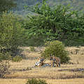 Brüllende Tiger im Ranthambore-Nationalpark in Indien © GettyImages / Sourabh Bharti