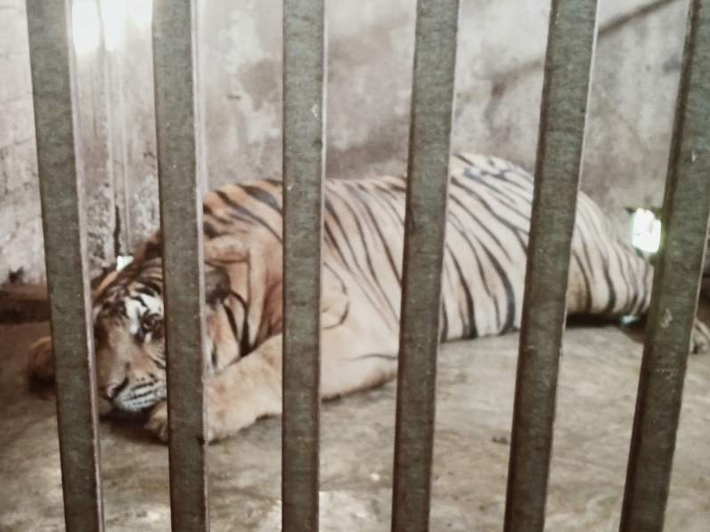 Tiger gefangen in einer illegalen Zuchtstation in Vietnam © Lam Anh