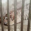 Tiger gefangen in einer illegalen Zuchtstation in Vietnam © Lam Anh