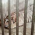Tiger gefangen in einer illegalen Zuchtstation in Vietnam © Lam Anh