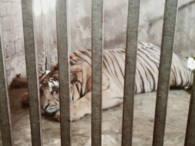 Tiger gefangen in einer illegalen Zuchtstation in Vietnam © Lam Anh