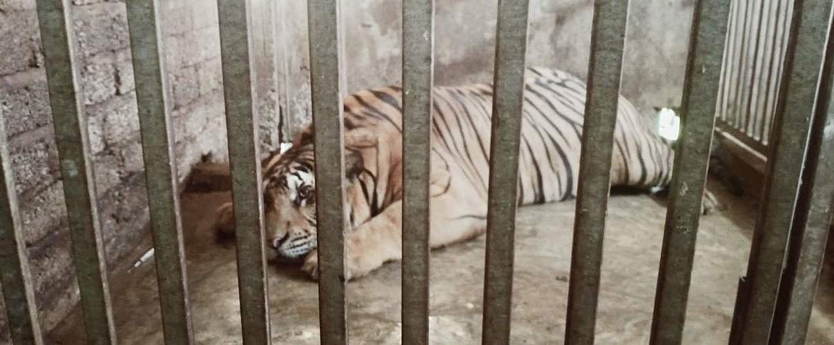 Tiger gefangen in einer illegalen Zuchtstation in Vietnam © Lam Anh