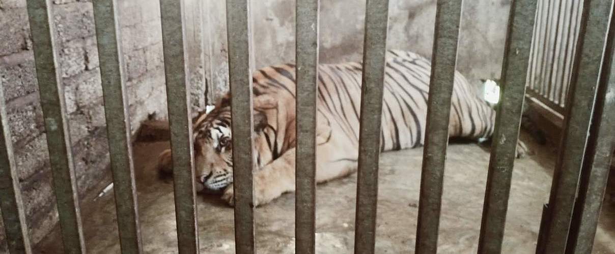 Tiger gefangen in einer illegalen Zuchtstation in Vietnam © Lam Anh