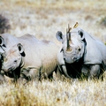 Spitzmaulnashorn 1280x1024