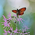 Schmetterling © iStock / Getty Images