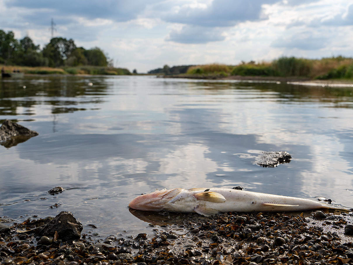 Toter Fisch in der Oder © IMAGO / NewsLubuski