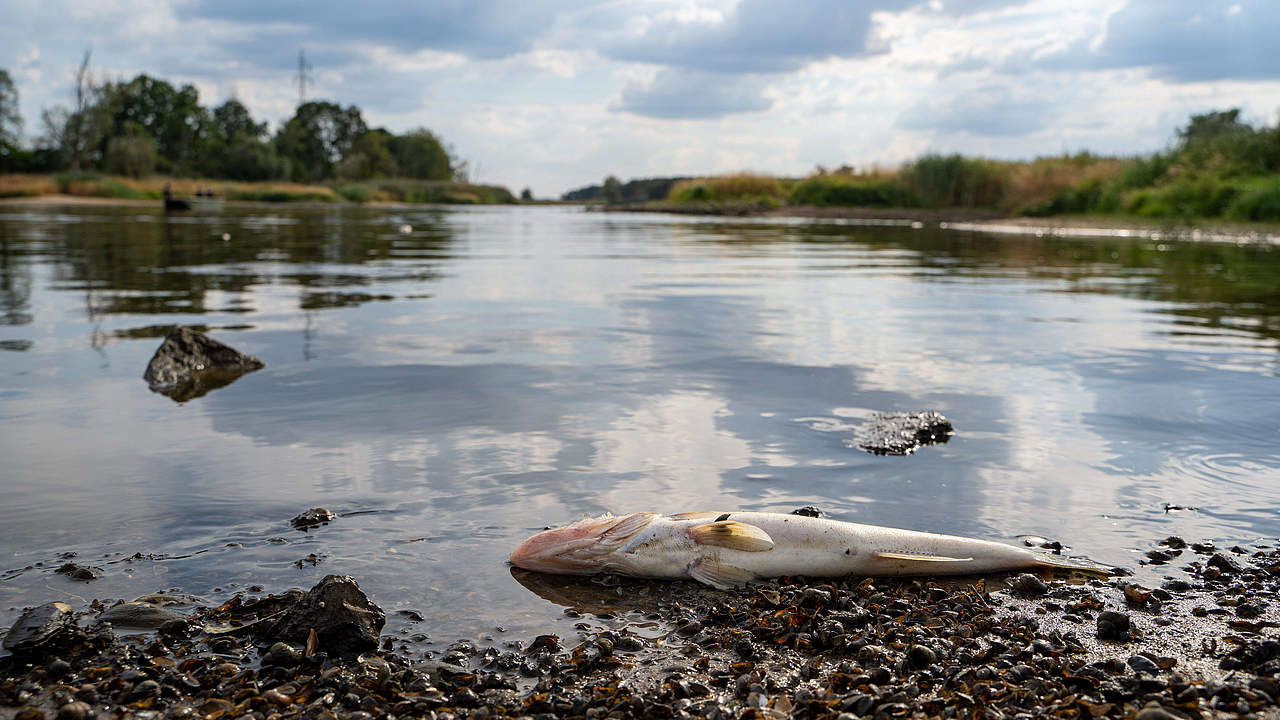 Toter Fisch in der Oder © IMAGO / NewsLubuski