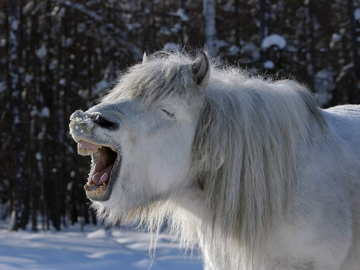Hart dank richtiger Ernährung: Jakutenpferde © Imago/Nature Picture Library/Vladimir Medvedev