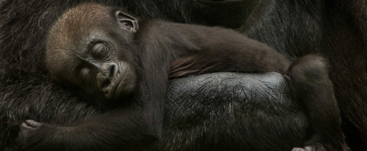 Junger Westlicher Flachlandgorilla schläft in den Armen der Mutter © naturepl.com / Edwin Giesbers / WWF