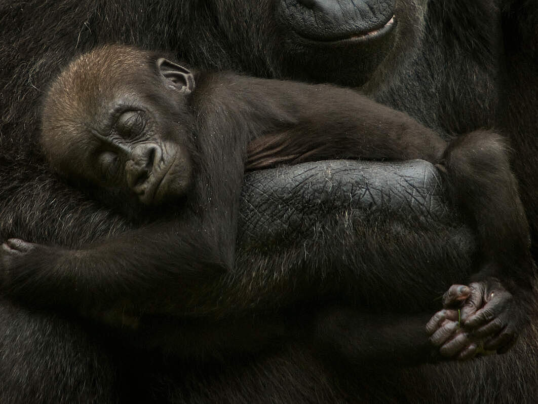 Junger Westlicher Flachlandgorilla schläft in den Armen der Mutter © naturepl.com / Edwin Giesbers / WWF