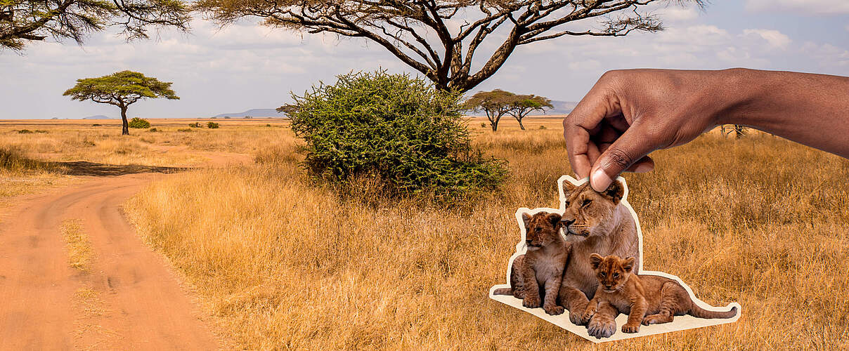 Es liegt in Ihrer Hand, die Löwen zurückzubringen 