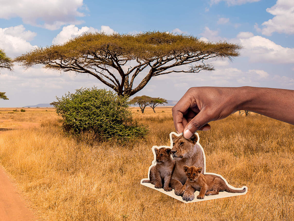 Es liegt in Ihrer Hand, die Löwen zurückzubringen 