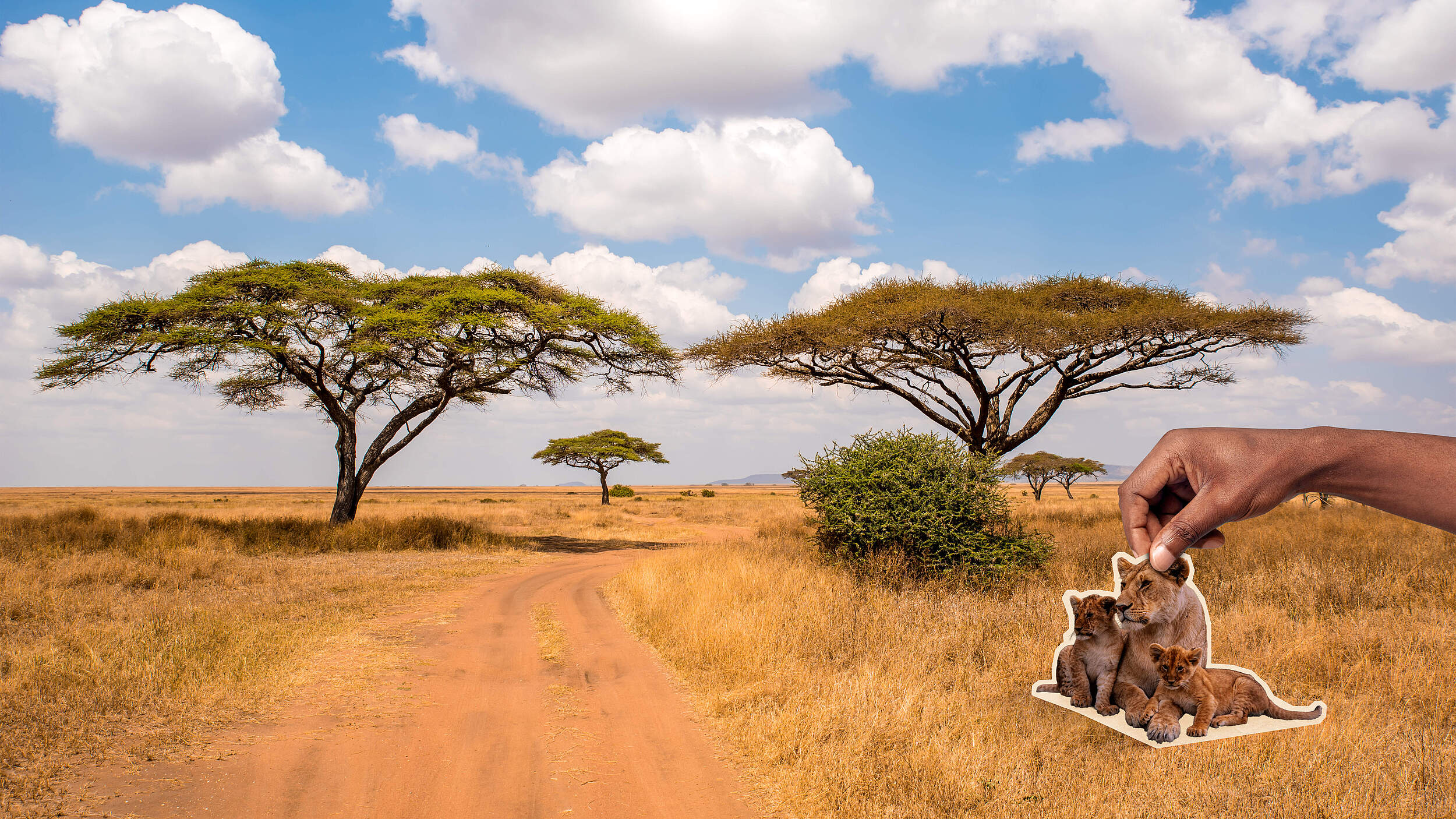 Es liegt in Ihrer Hand, die Löwen zurückzubringen 
