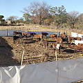Mobiles Boma in Simbabwe © VFWT