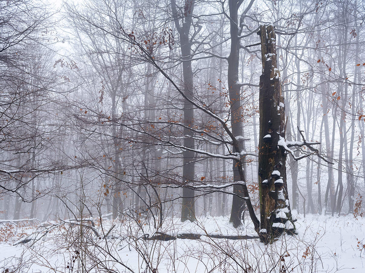 Wald im Winter © Ralph Frank / WWF