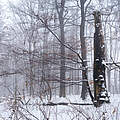 Wald im Winter © Ralph Frank / WWF