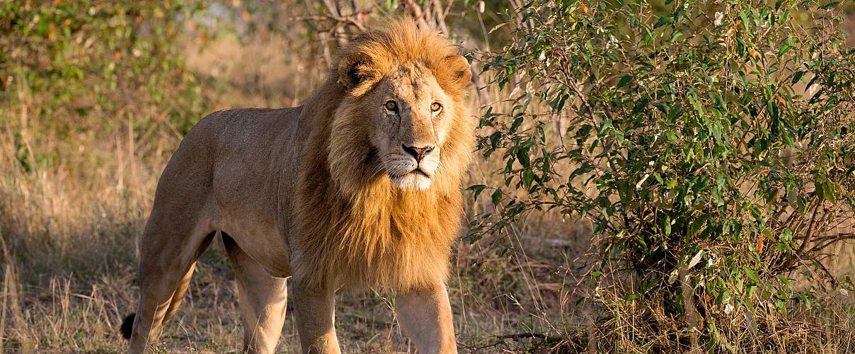 Afrikanischer Löwe © Richard Barrett / WWF UK