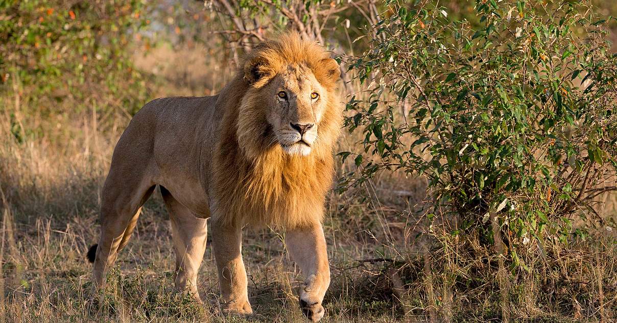 Löwen im WWFArtenlexikon Zahlen & Fakten WWF