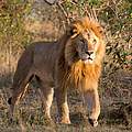 Afrikanischer Löwe © Richard Barrett / WWF UK